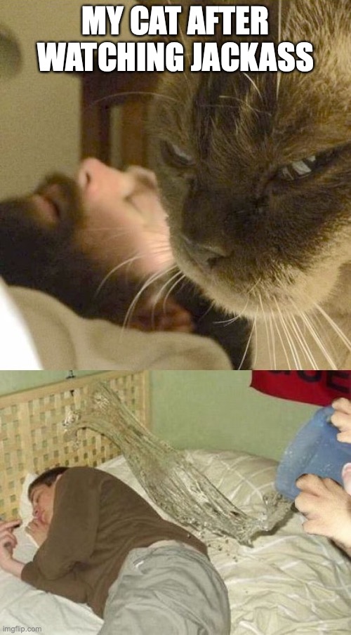 Jackass, The Cat | MY CAT AFTER WATCHING JACKASS | image tagged in cats,jackass,cat | made w/ Imgflip meme maker