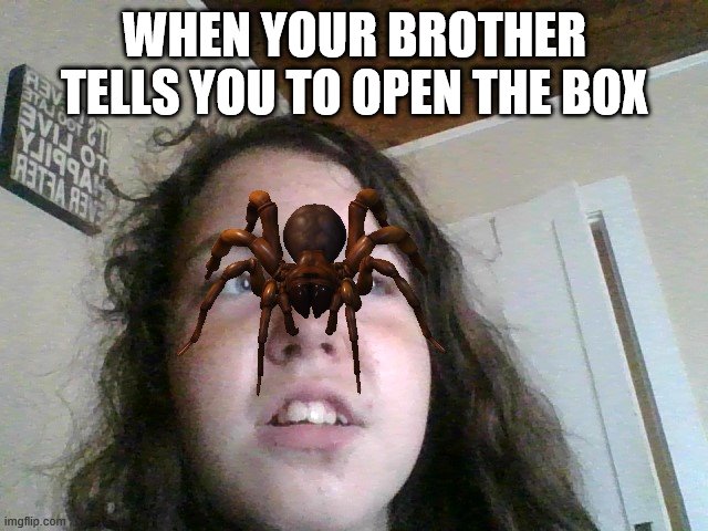 Spider on my face | WHEN YOUR BROTHER TELLS YOU TO OPEN THE BOX | image tagged in funny | made w/ Imgflip meme maker