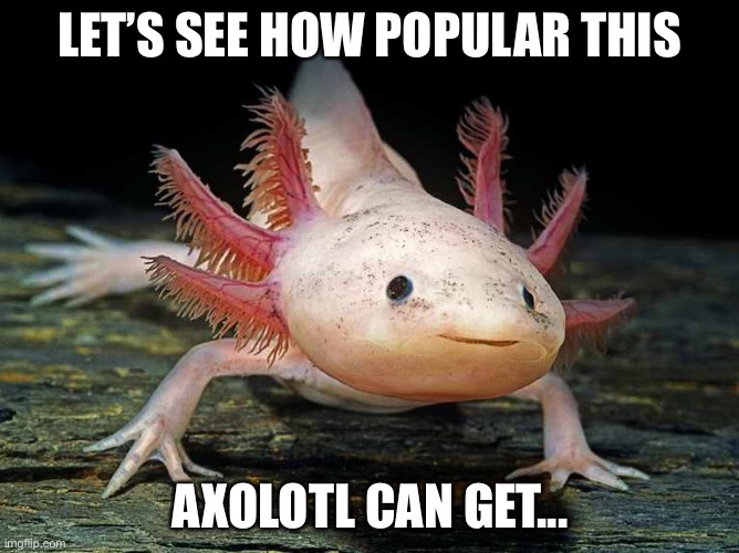 Let’s find out.. | LET’S SEE HOW POPULAR THIS; AXOLOTL CAN GET... | image tagged in funny,popularity | made w/ Imgflip meme maker
