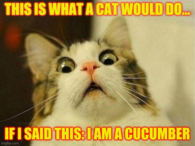 Scared Cat Meme | THIS IS WHAT A CAT WOULD DO... IF I SAID THIS: I AM A CUCUMBER | image tagged in memes,scared cat | made w/ Imgflip meme maker