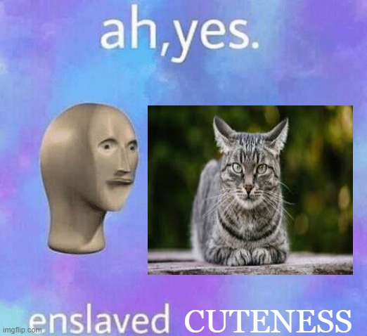 CUTENESS | image tagged in cute cats,ah yes enslaved | made w/ Imgflip meme maker