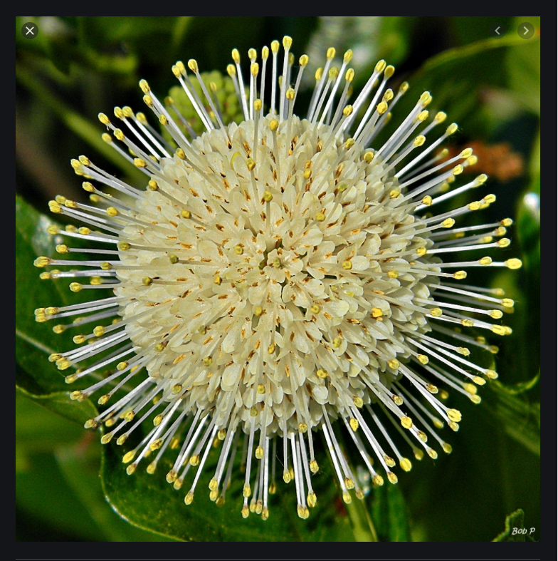 High Quality ButtonBush Blank Meme Template