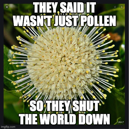 ButtonBush | THEY SAID IT WASN'T JUST POLLEN; SO THEY SHUT THE WORLD DOWN | image tagged in buttonbush,coronavirus | made w/ Imgflip meme maker