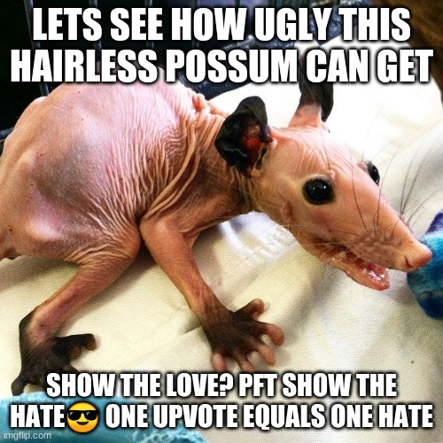 Spread the up votes | LETS SEE HOW UGLY THIS HAIRLESS POSSUM CAN GET; SHOW THE LOVE? PFT SHOW THE HATE😎 ONE UPVOTE EQUALS ONE HATE | image tagged in hairless,possum | made w/ Imgflip meme maker