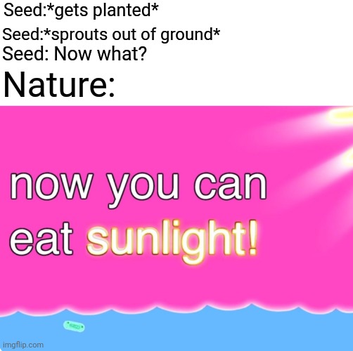 Pubertree is even worse than puberty. | Seed:*gets planted*; Seed:*sprouts out of ground*; Nature:; Seed: Now what? | image tagged in blank white template,now you can eat sunlight | made w/ Imgflip meme maker