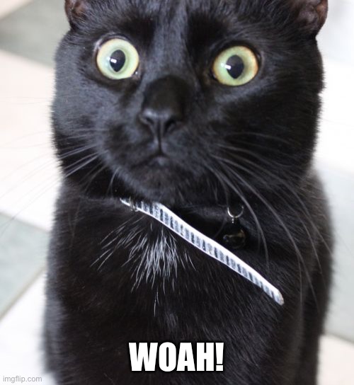 Woah Kitty Meme | WOAH! | image tagged in memes,woah kitty | made w/ Imgflip meme maker