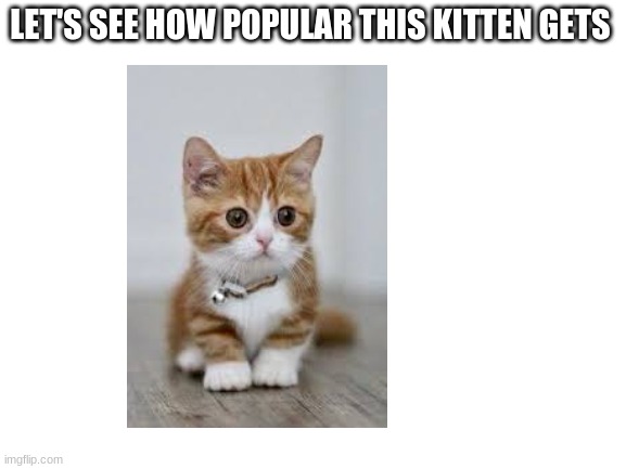 Kitten! :3 very cute <3 | LET'S SEE HOW POPULAR THIS KITTEN GETS | image tagged in blank white template | made w/ Imgflip meme maker