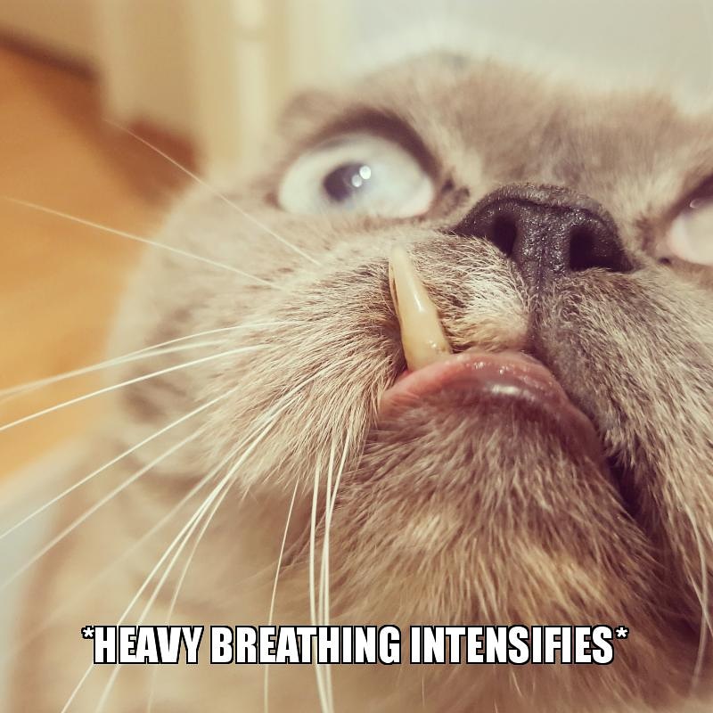 Heavy Breathing Intensifies Cat Meme