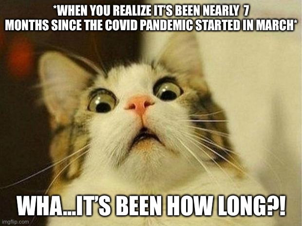 This needs to end...like now!! | *WHEN YOU REALIZE IT’S BEEN NEARLY  7 MONTHS SINCE THE COVID PANDEMIC STARTED IN MARCH*; WHA...IT’S BEEN HOW LONG?! | image tagged in cat meme,pandemic,7 months | made w/ Imgflip meme maker
