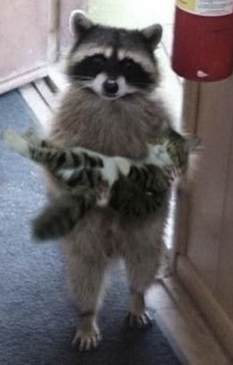 High Quality racoon holding cat Blank Meme Template