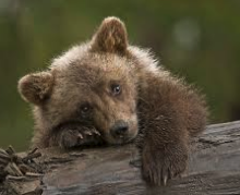 Sad bear cub Blank Meme Template