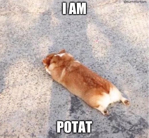 corgie potat | I AM; POTAT | image tagged in corgie,potato,flop | made w/ Imgflip meme maker