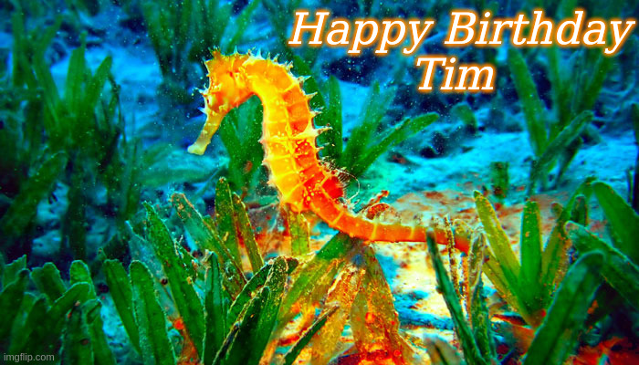 Happy Birthday Tim | Happy Birthday
                 Tim | image tagged in happy birthday seahorse,happy birthday,memes | made w/ Imgflip meme maker