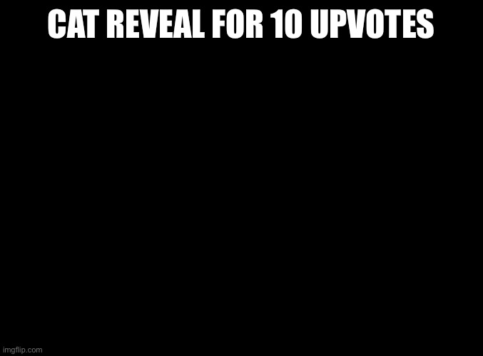 CAT REVEAL!!! |  CAT REVEAL FOR 10 UPVOTES | image tagged in blank black | made w/ Imgflip meme maker