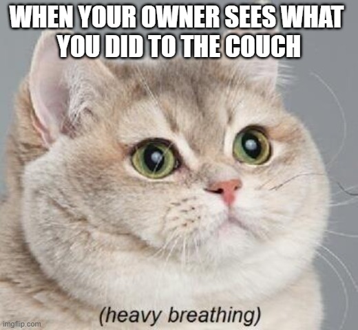 Heavy Breathing Cat Meme | WHEN YOUR OWNER SEES WHAT 
YOU DID TO THE COUCH | image tagged in memes,heavy breathing cat,funny cats,lolcats | made w/ Imgflip meme maker