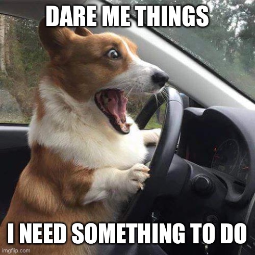 I will decline private information | DARE ME THINGS; I NEED SOMETHING TO DO | image tagged in rage corgi | made w/ Imgflip meme maker