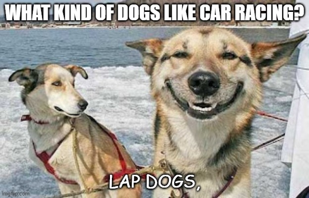 Daily Bad Dad Joke Oct 23 2020 |  WHAT KIND OF DOGS LIKE CAR RACING? LAP DOGS, | image tagged in memes,original stoner dog | made w/ Imgflip meme maker
