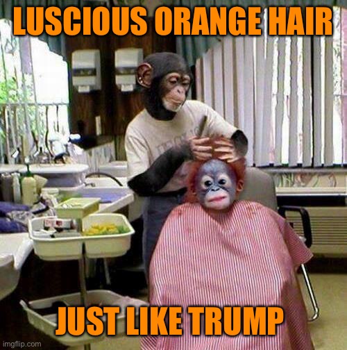 Monkey hairdresser | LUSCIOUS ORANGE HAIR JUST LIKE TRUMP | image tagged in monkey hairdresser | made w/ Imgflip meme maker