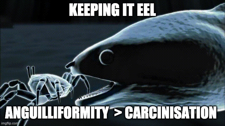 Anguilliformity | KEEPING IT EEL; ANGUILLIFORMITY  > CARCINISATION | image tagged in fish,science | made w/ Imgflip meme maker