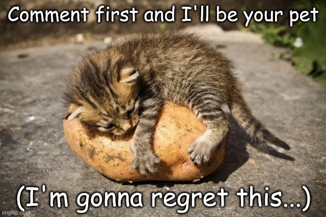 potato cat | Comment first and I'll be your pet; (I'm gonna regret this...) | image tagged in potato cat | made w/ Imgflip meme maker