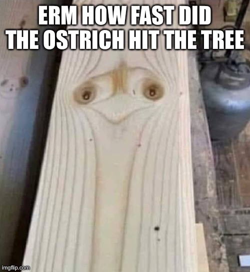 How fast did the ostrich hit the tree | ERM HOW FAST DID THE OSTRICH HIT THE TREE | image tagged in ostrich,tree | made w/ Imgflip meme maker