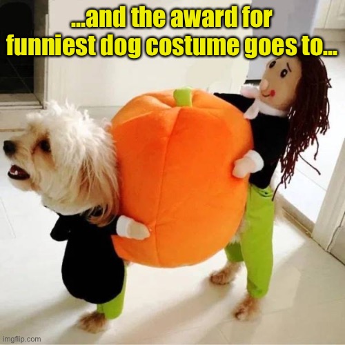 It’s even funnier from behind because it looks like the girl has a tail. | ...and the award for funniest dog costume goes to... | image tagged in funny memes,dog costume,dogs,halloween costume | made w/ Imgflip meme maker