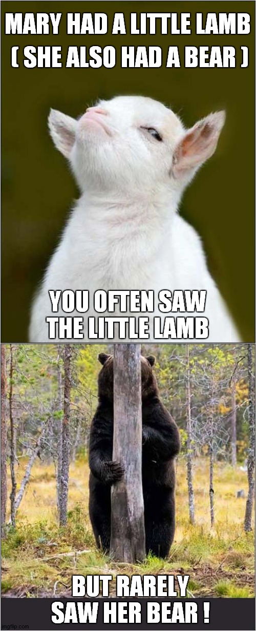 Mary And Her Pets | MARY HAD A LITTLE LAMB; ( SHE ALSO HAD A BEAR ); YOU OFTEN SAW THE LITTLE LAMB; BUT RARELY SAW HER BEAR ! | image tagged in mary,lamb,bear,frontpage | made w/ Imgflip meme maker