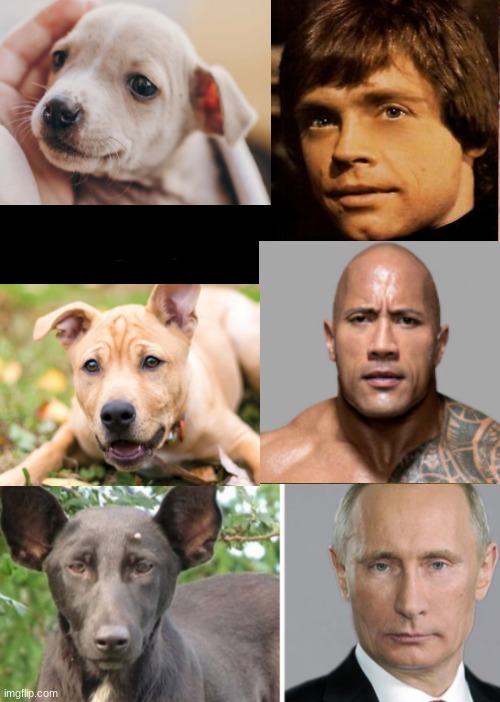 dogs and their celebrity doppelgangers | image tagged in memes,batman slapping robin | made w/ Imgflip meme maker