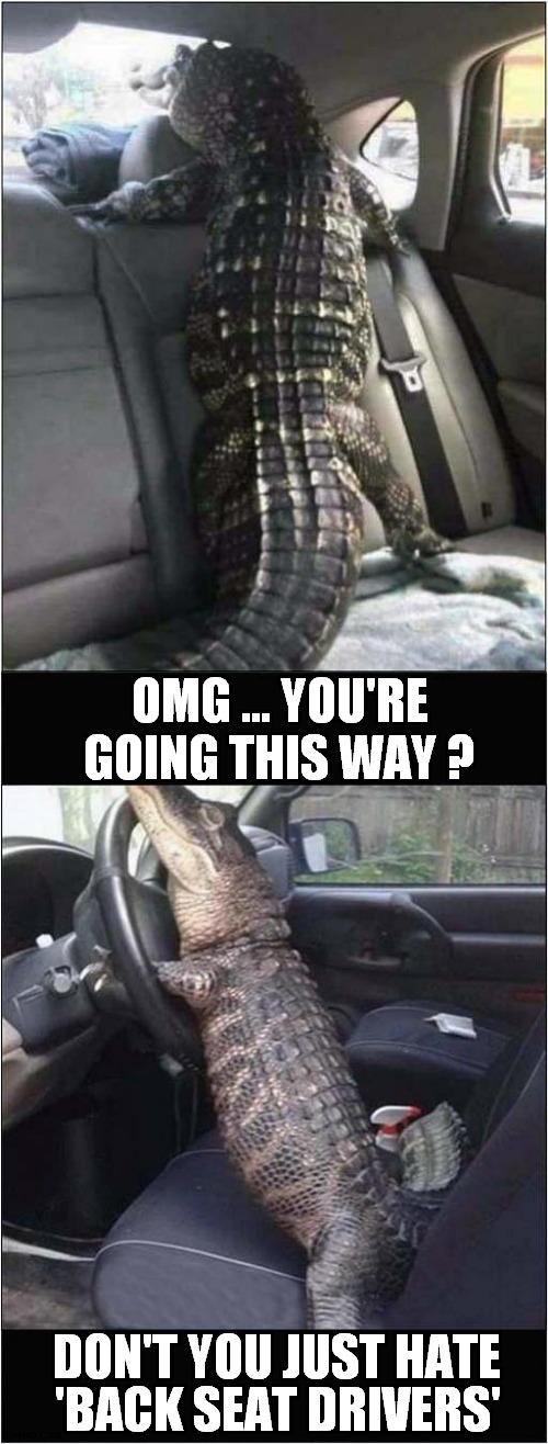 Back Seat Drivers ! | OMG ... YOU'RE GOING THIS WAY ? DON'T YOU JUST HATE; 'BACK SEAT DRIVERS' | image tagged in fun,alligator,driving | made w/ Imgflip meme maker