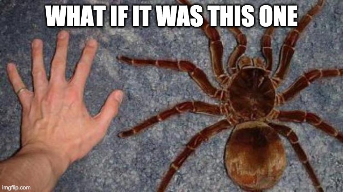 BIG spiders | WHAT IF IT WAS THIS ONE | image tagged in big spiders | made w/ Imgflip meme maker