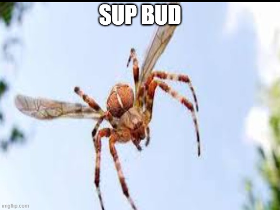 SUP BUD | made w/ Imgflip meme maker