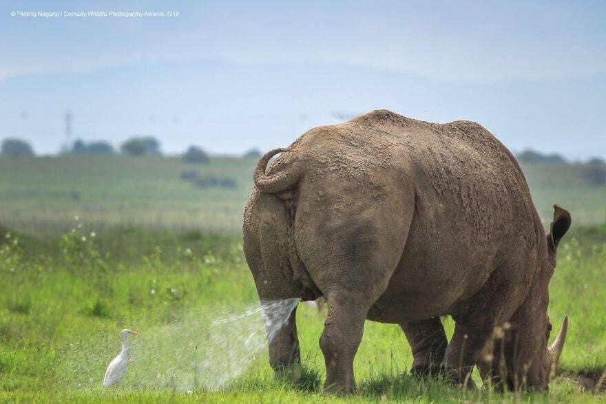 High Quality Rhino pee Blank Meme Template