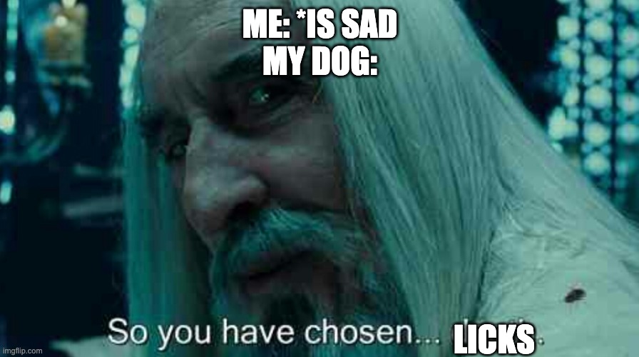 So you have chosen death | ME: *IS SAD

MY DOG:; LICKS | image tagged in so you have chosen death | made w/ Imgflip meme maker