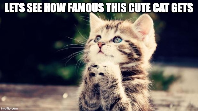 Cute kitten |  LETS SEE HOW FAMOUS THIS CUTE CAT GETS | image tagged in cute kitten | made w/ Imgflip meme maker