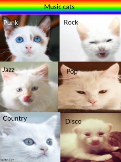 Music cats | image tagged in music cats | made w/ Imgflip meme maker