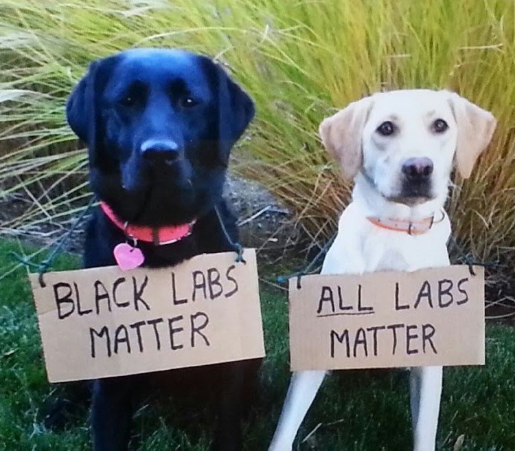Black labs matter Blank Meme Template