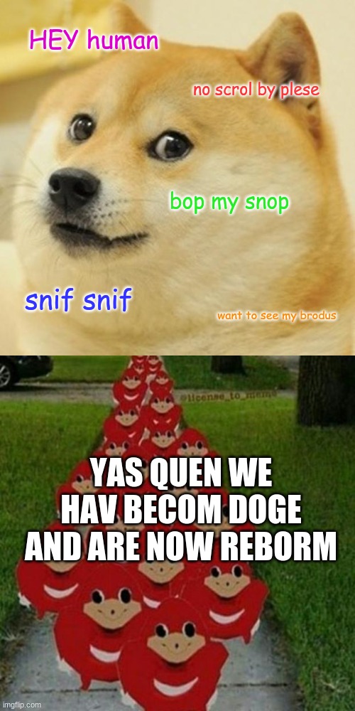 HEY human; no scrol by plese; bop my snop; snif snif; want to see my brodus; YAS QUEN WE HAV BECOM DOGE AND ARE NOW REBORM | image tagged in memes,doge,ugandan knuckles army | made w/ Imgflip meme maker