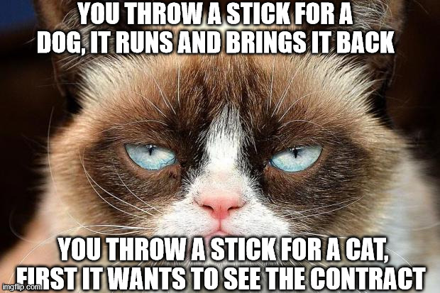 Grumpy Cat Not Amused Meme | YOU THROW A STICK FOR A DOG, IT RUNS AND BRINGS IT BACK; YOU THROW A STICK FOR A CAT, FIRST IT WANTS TO SEE THE CONTRACT | image tagged in memes,grumpy cat not amused,grumpy cat | made w/ Imgflip meme maker