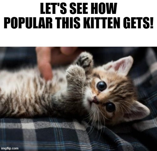 Adorable little kitten!!! | image tagged in memes,gifs | made w/ Imgflip meme maker