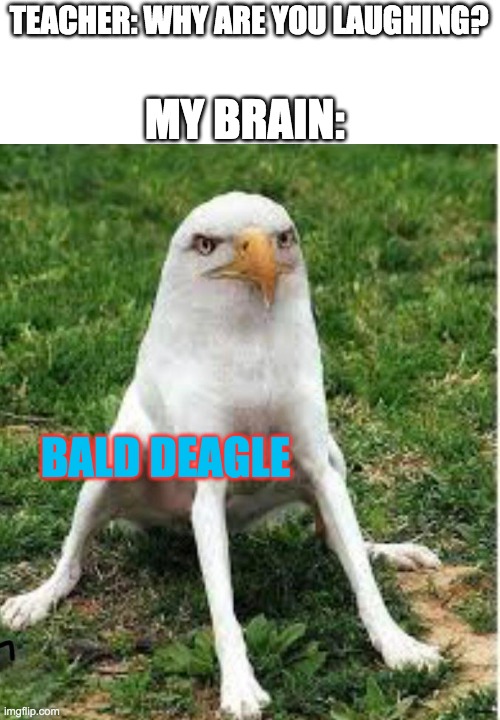 Bald Deagle | TEACHER: WHY ARE YOU LAUGHING? MY BRAIN:; BALD DEAGLE | image tagged in patriotic | made w/ Imgflip meme maker