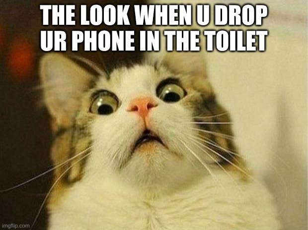 Scared Cat Meme | THE LOOK WHEN U DROP UR PHONE IN THE TOILET | image tagged in memes,scared cat | made w/ Imgflip meme maker