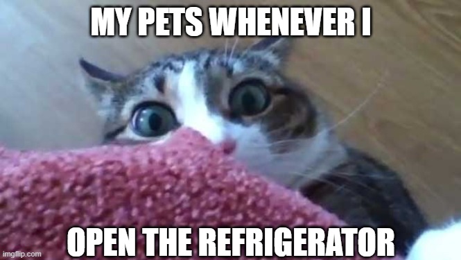 cat meme | MY PETS WHENEVER I; OPEN THE REFRIGERATOR | image tagged in cats | made w/ Imgflip meme maker