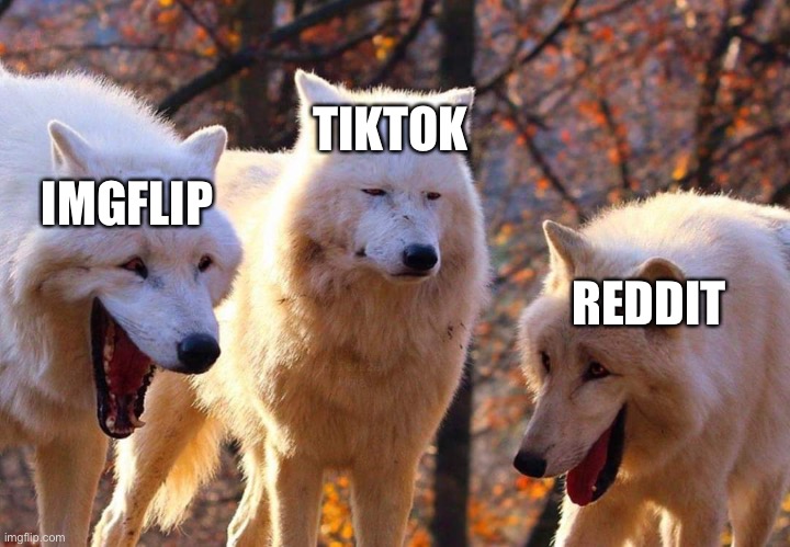 Laughing dogs with pissed dog | TIK TOK; IMGFLIP; REDDIT | image tagged in laughing dogs with pissed dog | made w/ Imgflip meme maker