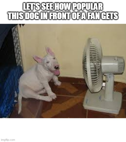 cute | LET'S SEE HOW POPULAR THIS DOG IN FRONT OF A FAN GETS | image tagged in dog,fan | made w/ Imgflip meme maker