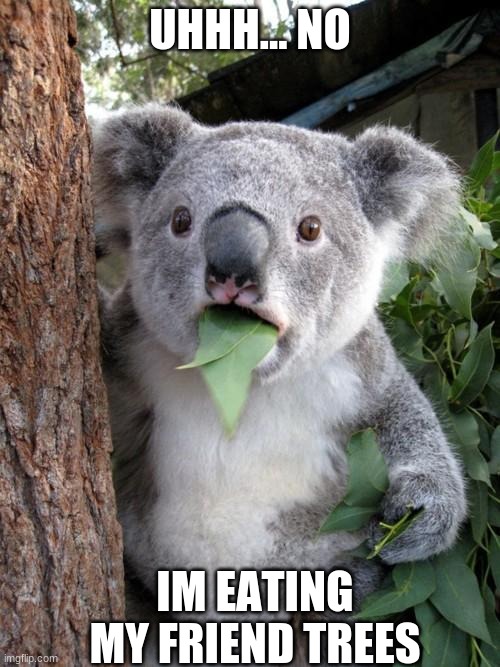 Surprised Koala | UHHH... NO; IM EATING MY FRIEND TREES | image tagged in memes,surprised koala | made w/ Imgflip meme maker