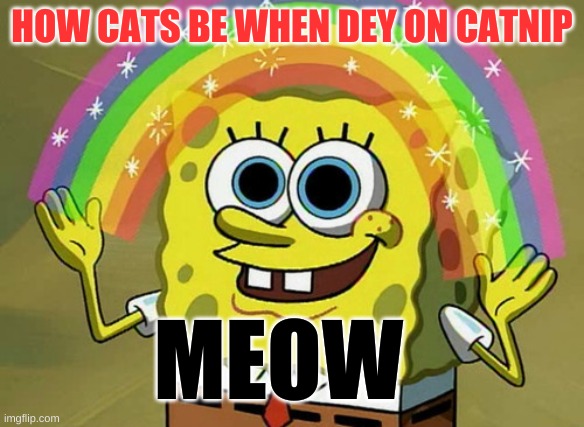 Imagination Spongebob Meme | HOW CATS BE WHEN DEY ON CATNIP; MEOW | image tagged in memes,imagination spongebob,cats | made w/ Imgflip meme maker
