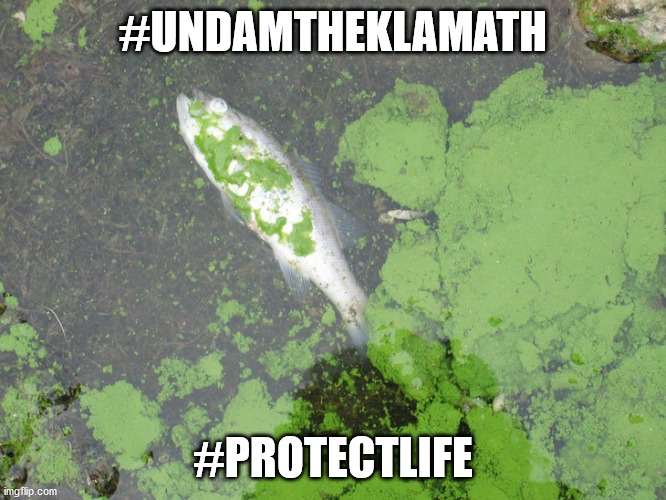 #UNDAMtheKLAMATH | #UNDAMTHEKLAMATH; #PROTECTLIFE | image tagged in warrenbuffet,pacificpower,gatesfoundation,undamtheklamath | made w/ Imgflip meme maker