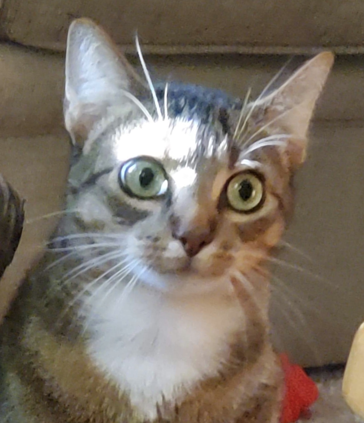 High Quality Wide-eyed Cat Blank Meme Template