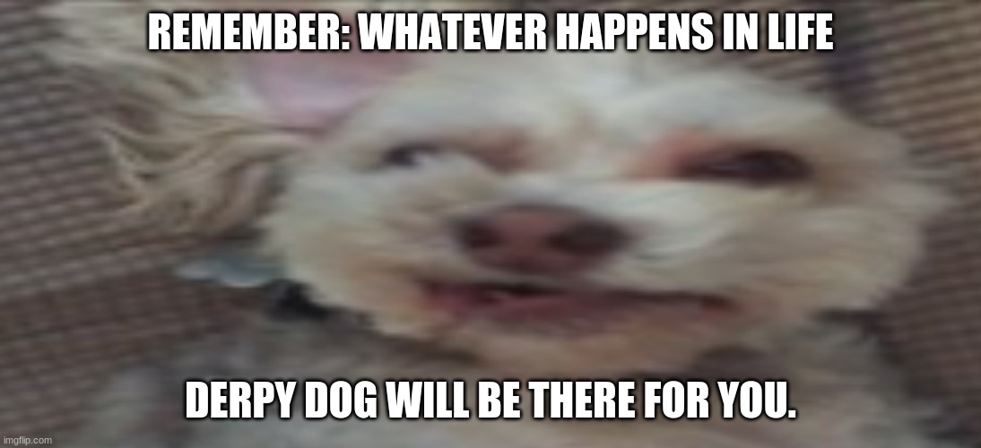 Derpy dog | REMEMBER: WHATEVER HAPPENS IN LIFE; DERPY DOG WILL BE THERE FOR YOU. | image tagged in funny dogs | made w/ Imgflip meme maker