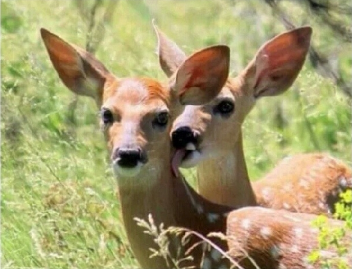 Deer licking a deer Blank Meme Template